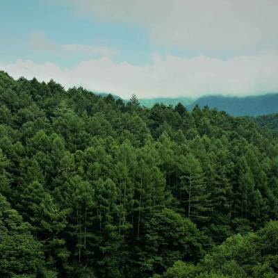 a large forest along a hillside with more trees in the distance